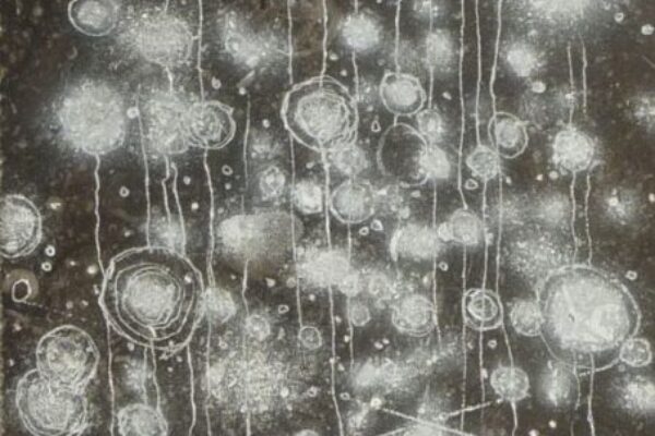 Light Rising, 2012, Belgian hardstone, 12x30x2 cm